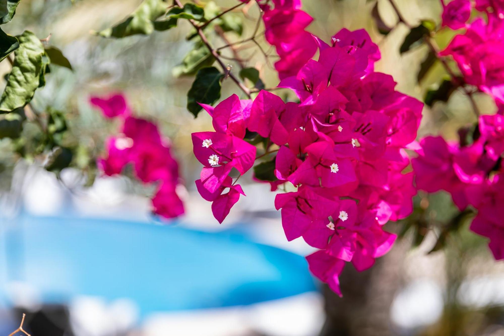 Vila Balaia - Luxury Boutique Villas อัลบูเฟรา ภายนอก รูปภาพ